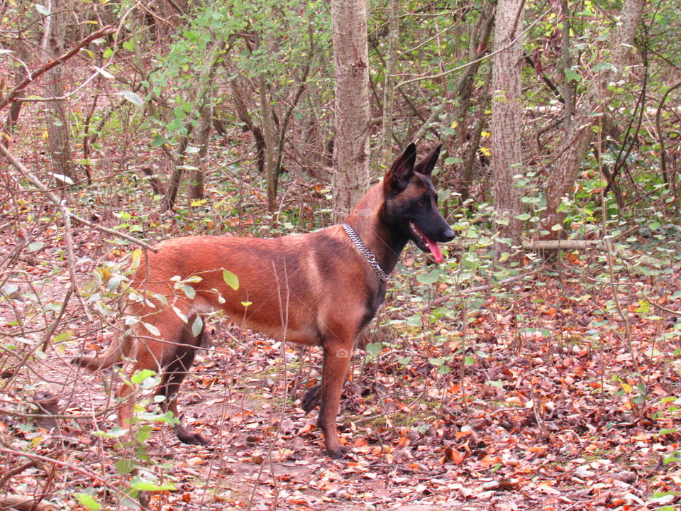 canine beauty