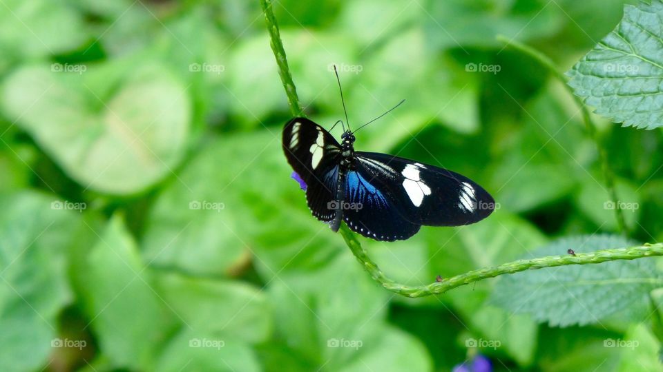 Blue black wing butterfly 