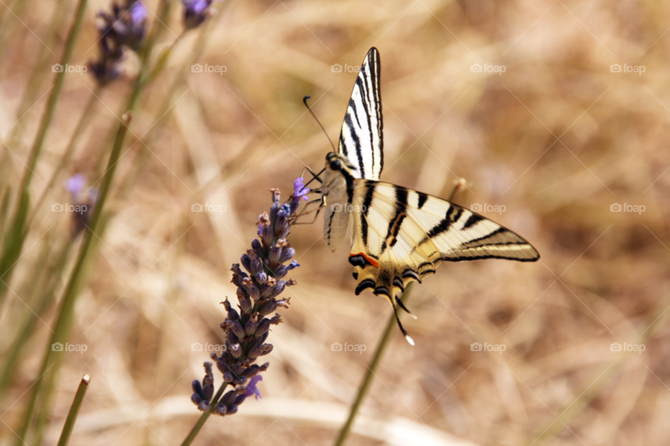 provence france flower butterfly france by cheesepuff5000