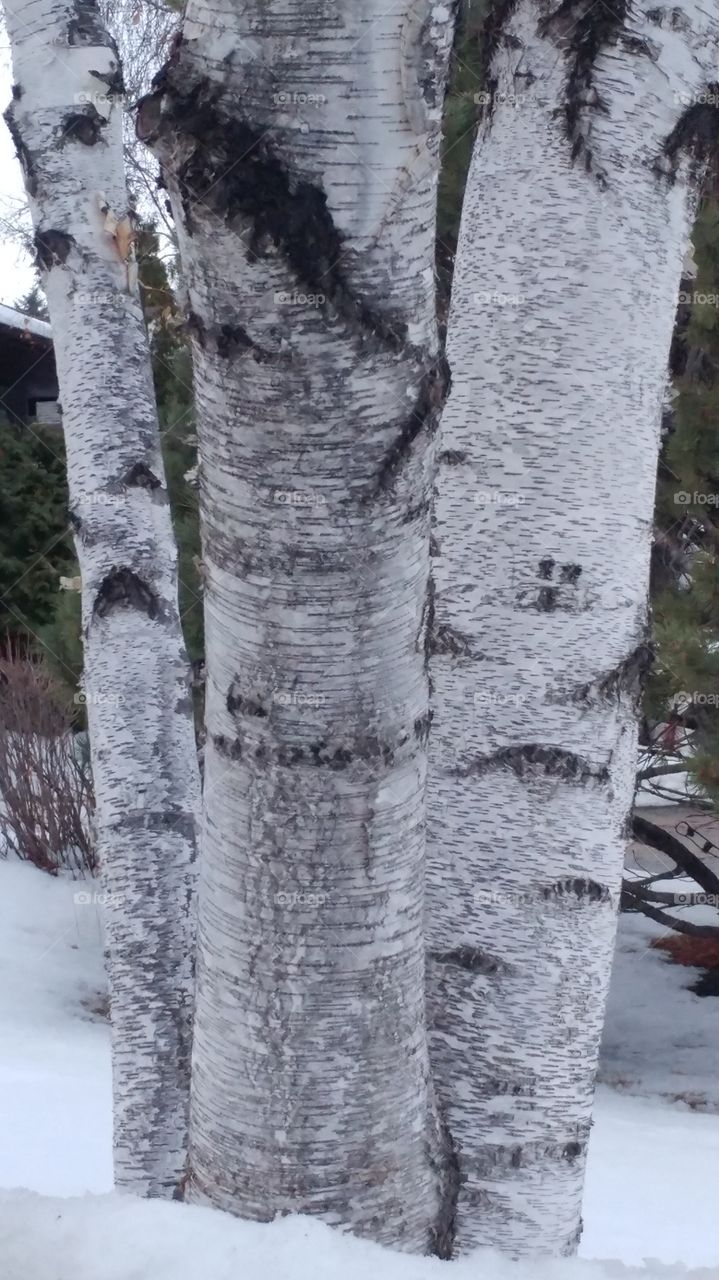 birch bark