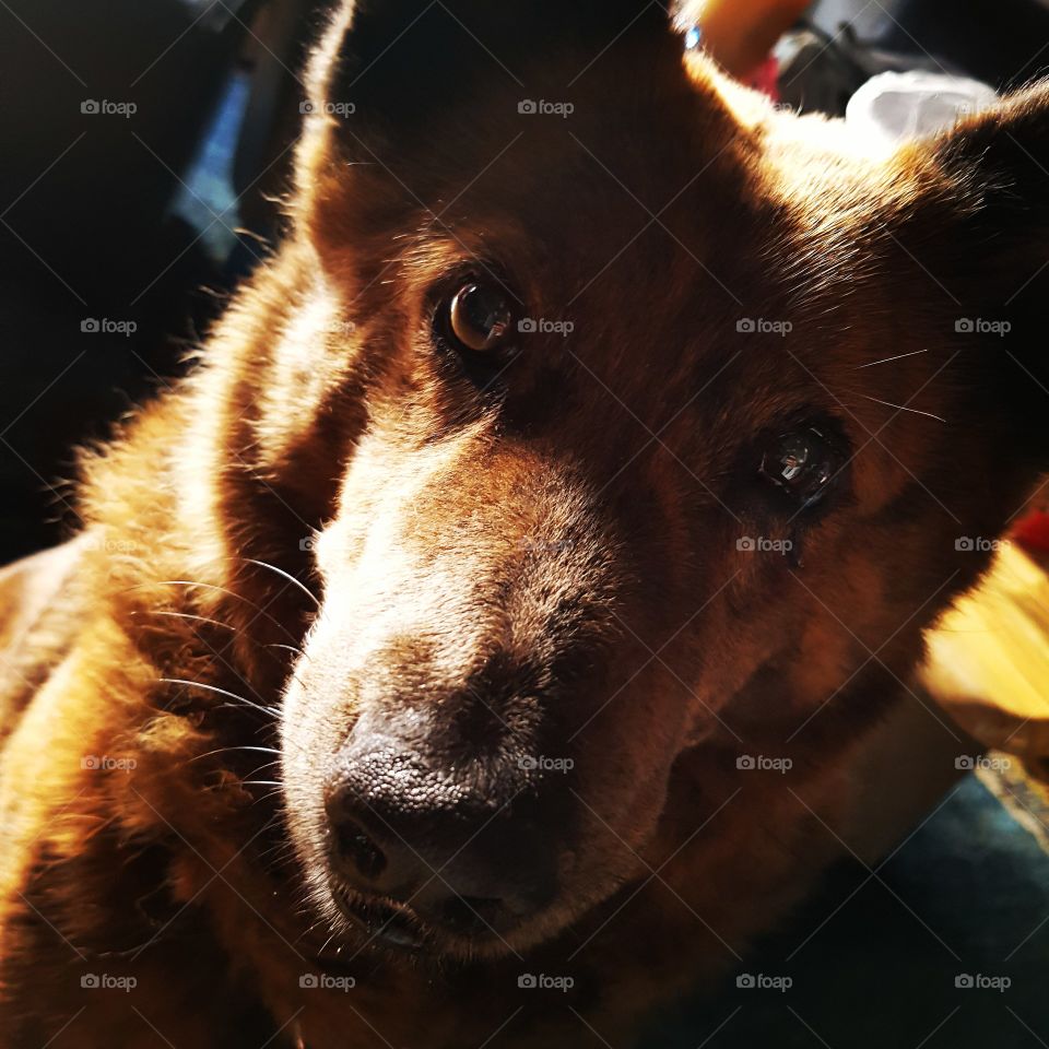 A cute brown dog who's looking into the camera