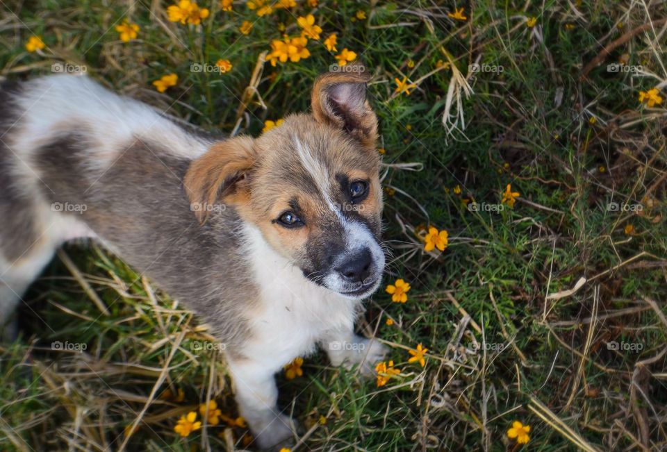 it's unique, you can see it in his eyes