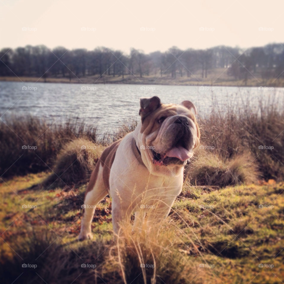 British bulldog woody at lake on tatton park
