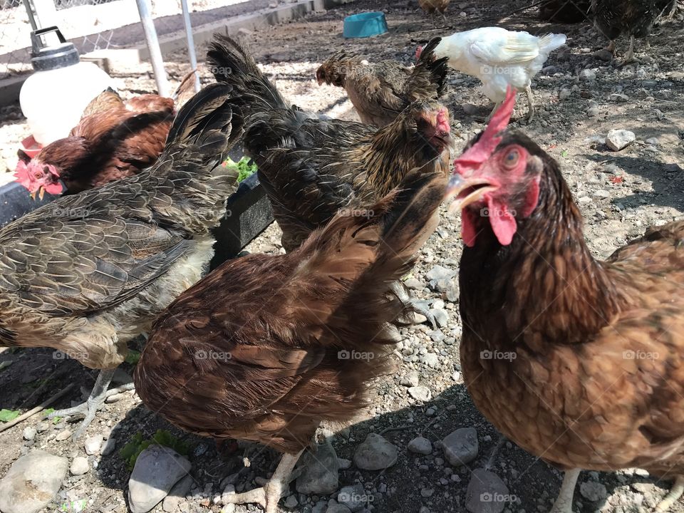 Chickens at the shelter