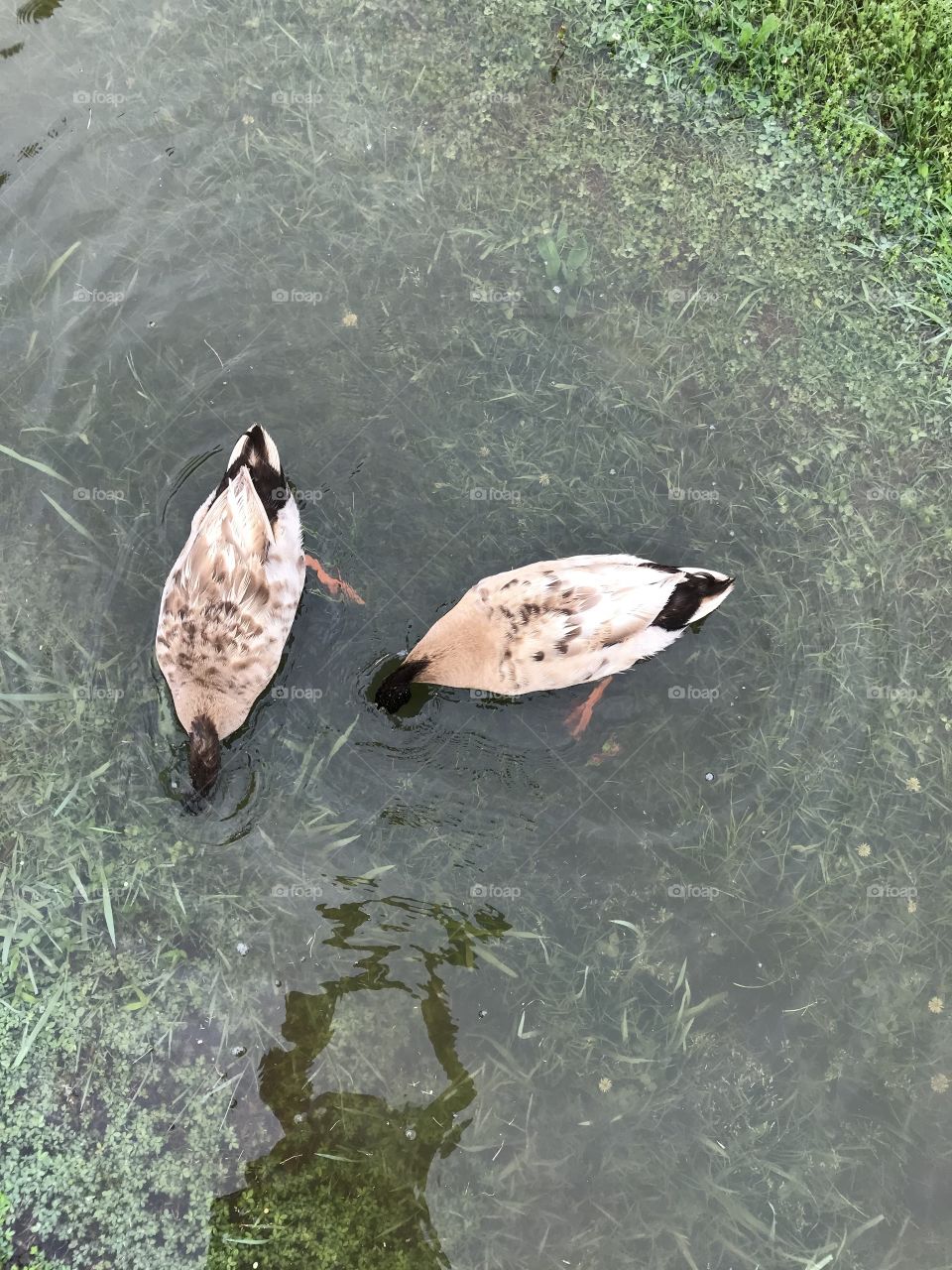 Ducks 