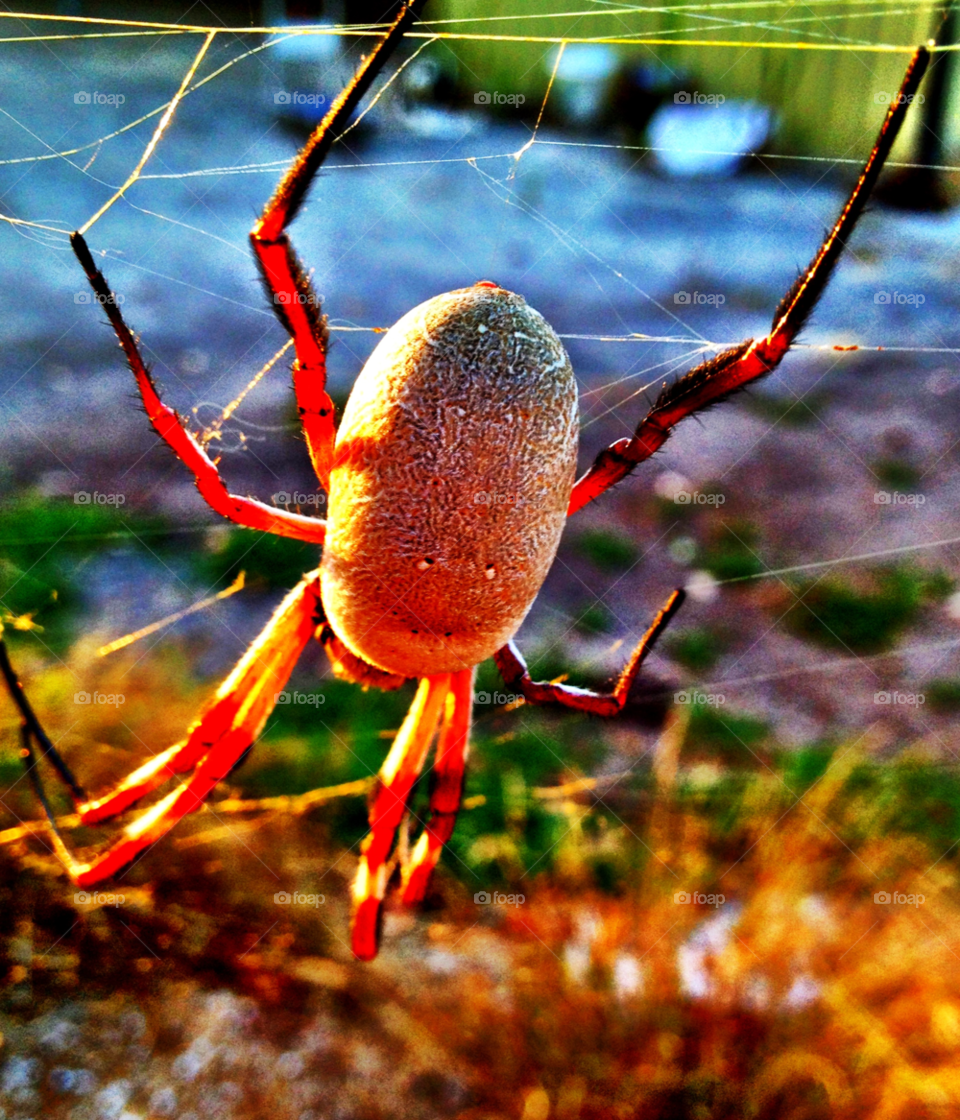 western australia macro web spider by gdyiudt