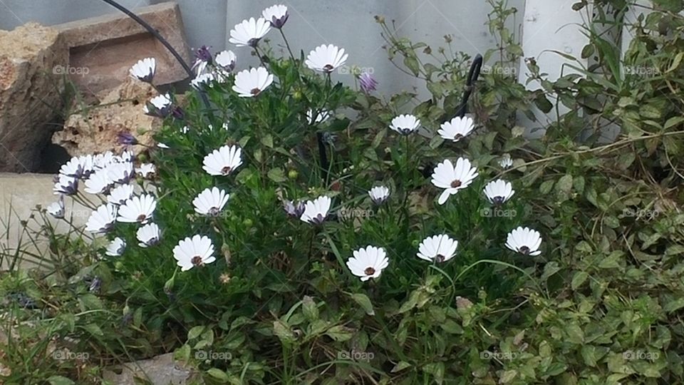 white flowers