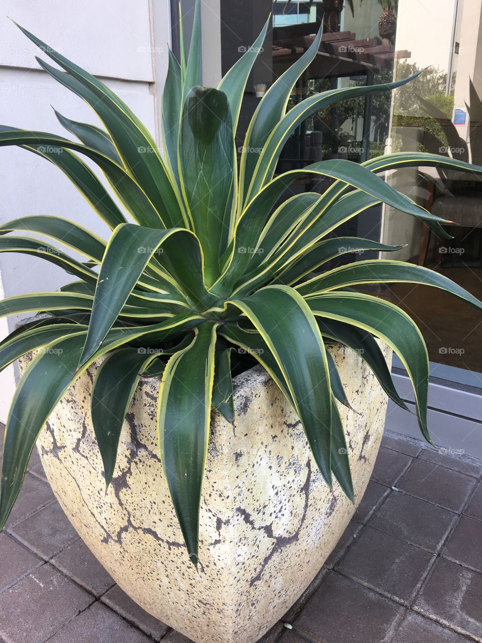 Variegated foliage 