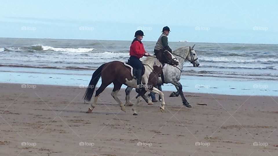 horses on the sand
