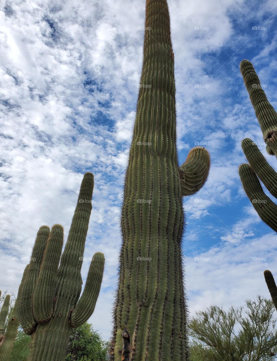 Towering Saguaro Cactus in Desert