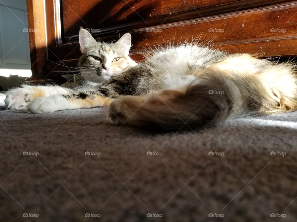 Calico cat stretching out on the floor