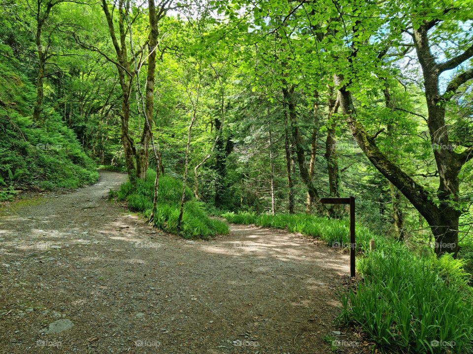 Same as life, Wright path leads you the wright Destination. a Pic from Devil's Glen Forest.