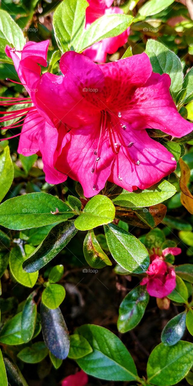 Beautiful pink flower