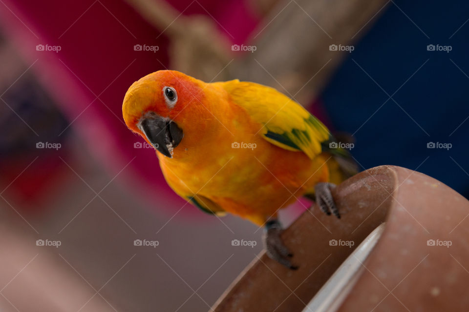 Bird, Parrot, No Person, Wildlife, One