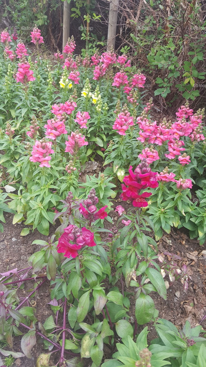 Flowers in Mosjøen park