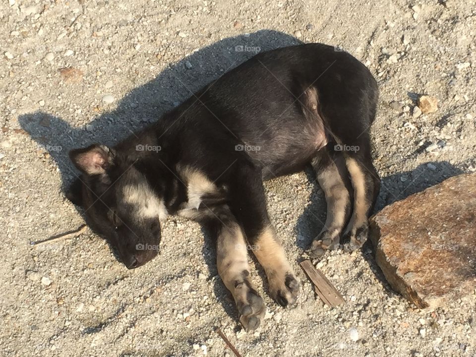 Sleeping street puppy in Thailand 