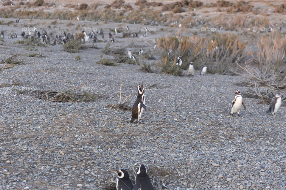 Pinguenera Faro Cabo Virgenes.