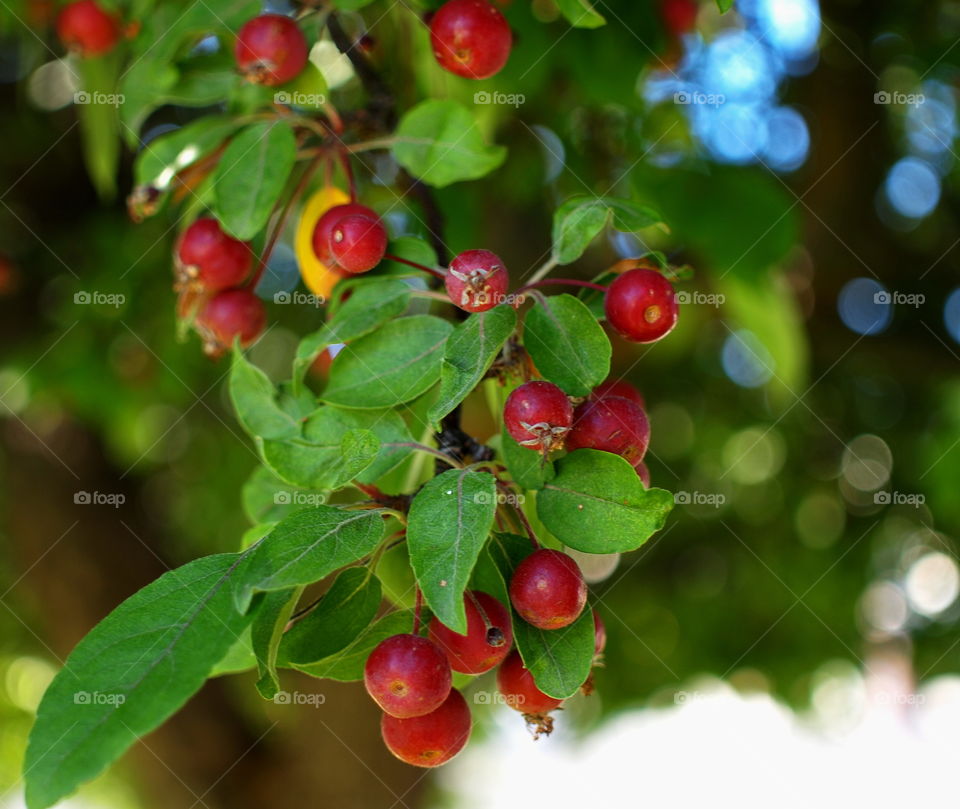 Crab Apples growing on a branch of fresh green leaves on a sunny spring day in Central Oregon. 