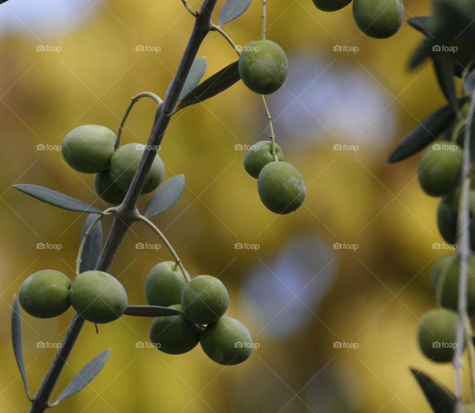 Green olives 🫒 growing on a olive tree in an outdoor garden
