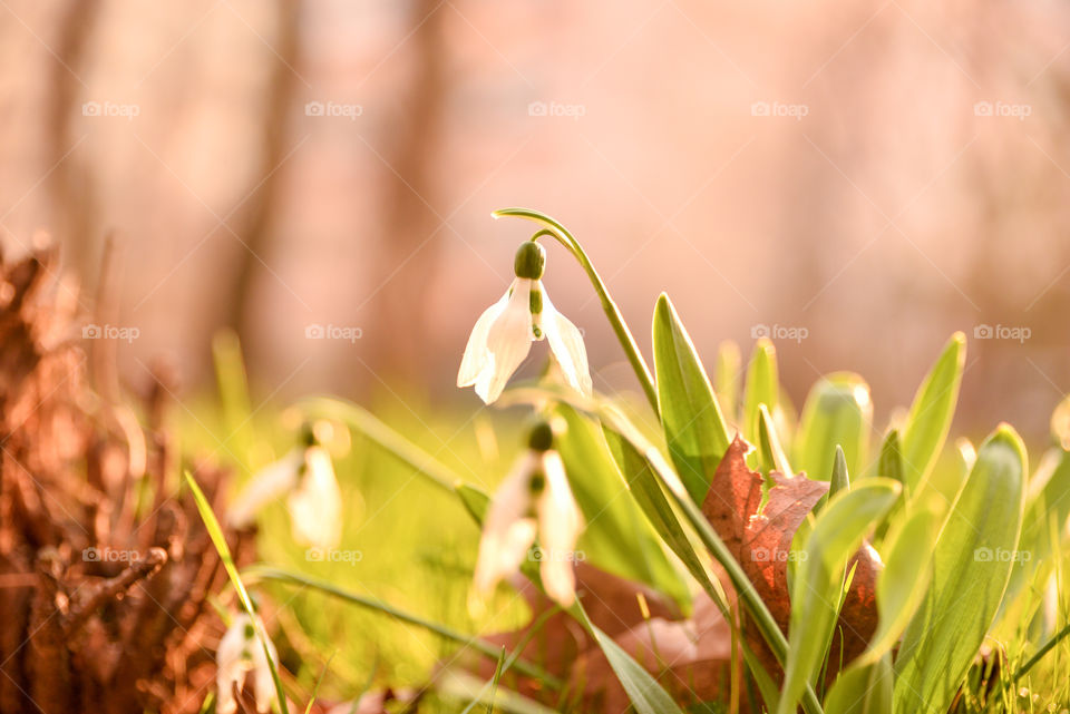 Blooming snowdrop flowers
