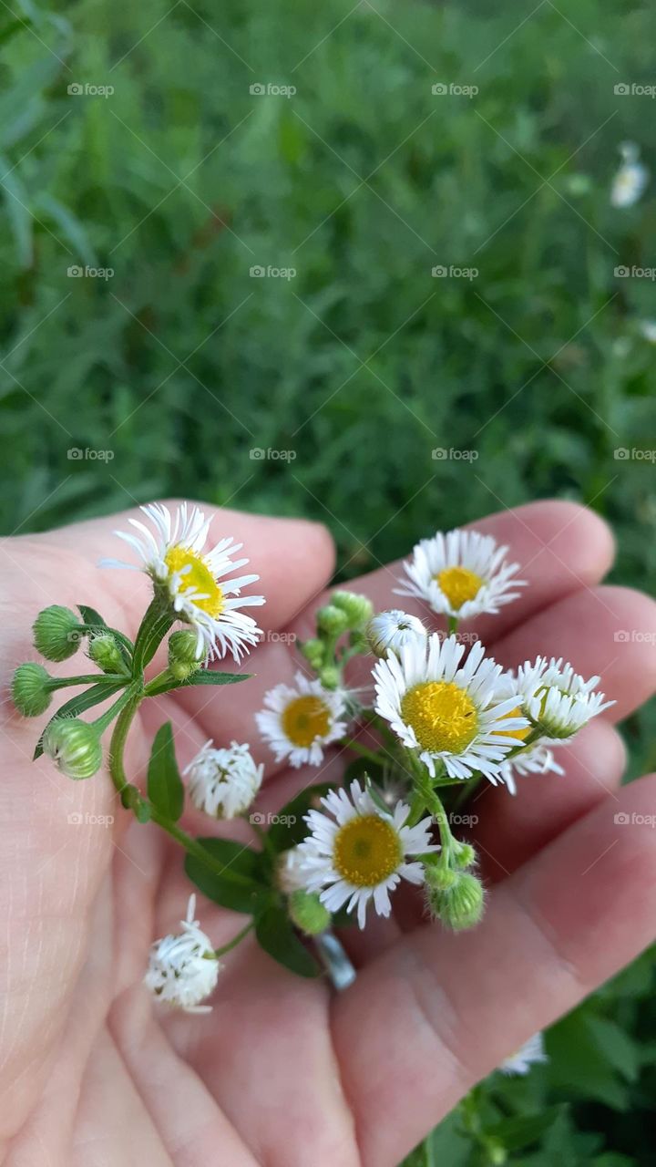 Handful of Asteraceae