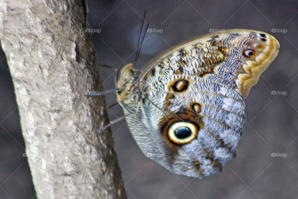 Blue morpho butterfly