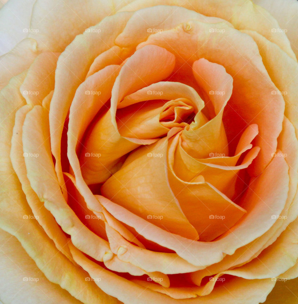 High angle view of a peach rose