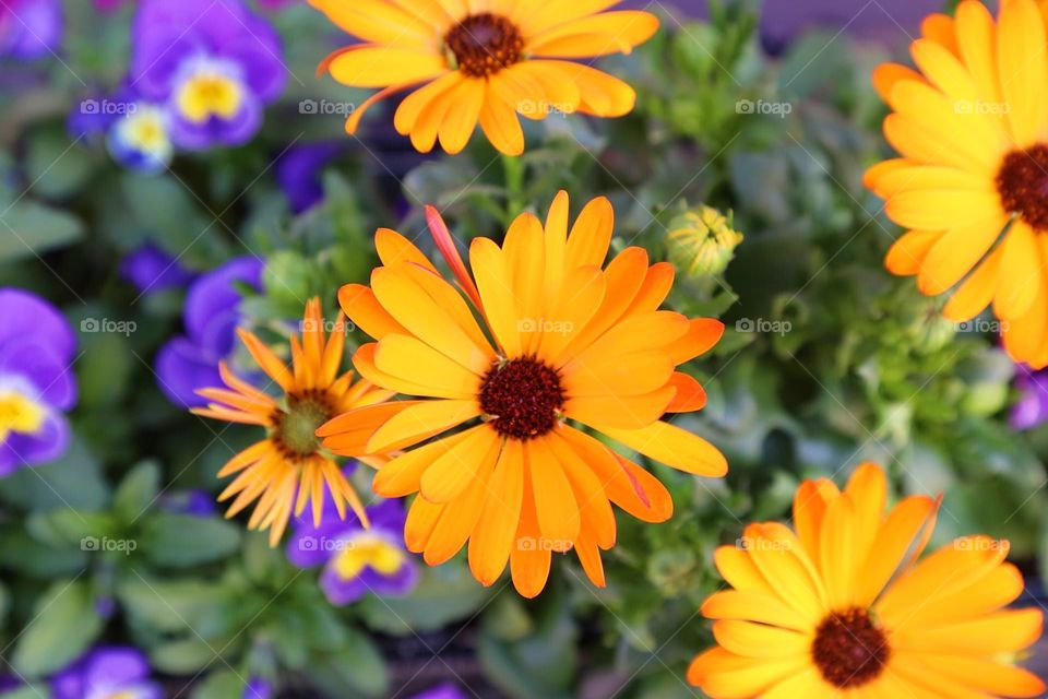 Orange colored flowers