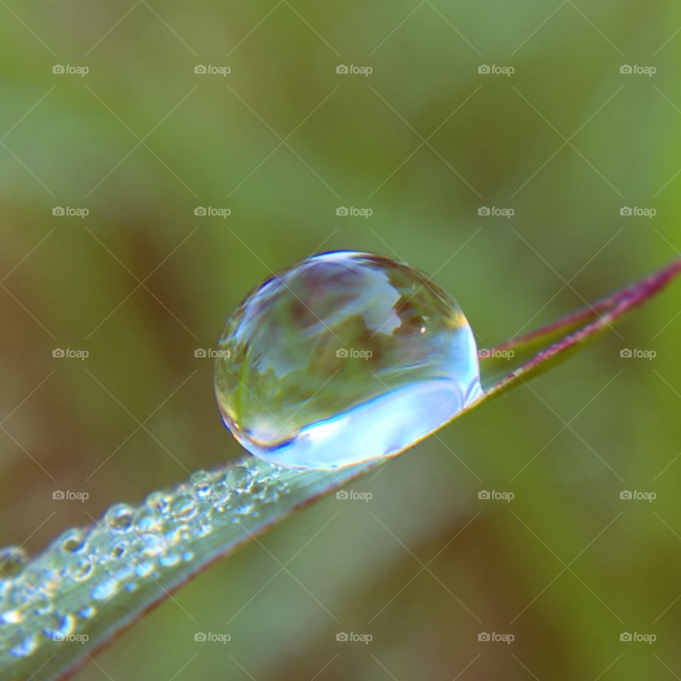 Early morning dew on the grass in the goat pasture on my farm.