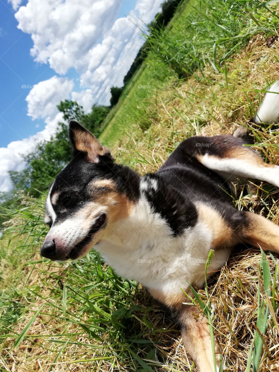 Little black white and brown dog lying in a field with blue sky