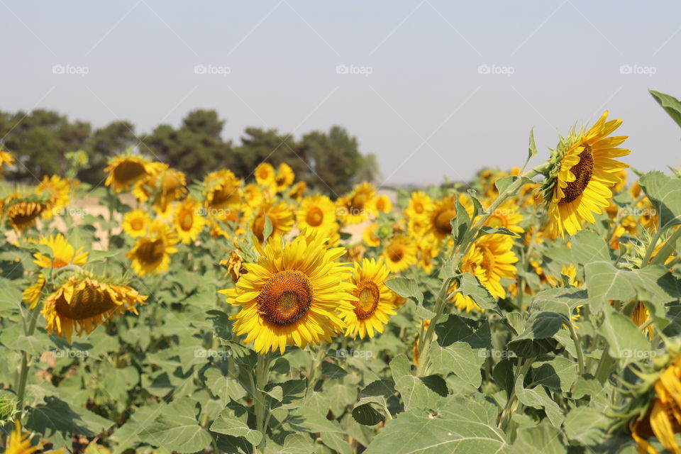 sun flowers