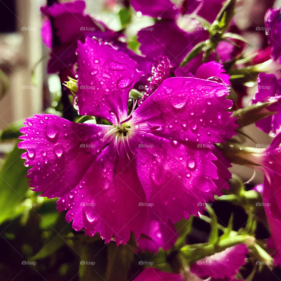 🌹 🇺🇸 Very beautiful flowers to brighten our day.  Live nature and its beauty. Did you like the delicate petals? / 🇧🇷 Flores muito bonitas para alegrar nosso dia. Viva a natureza e sua beleza. Gostaram das pétalas delicadas? 