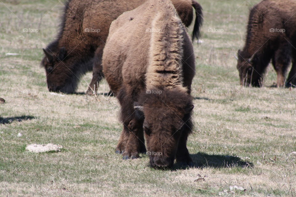 buffalo