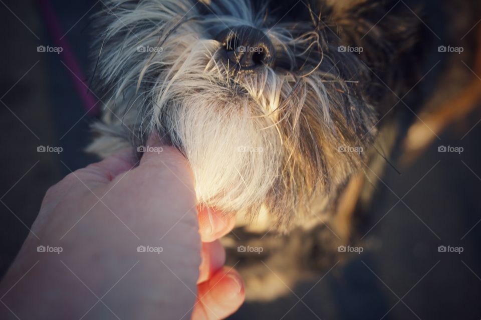 High angle view of dog