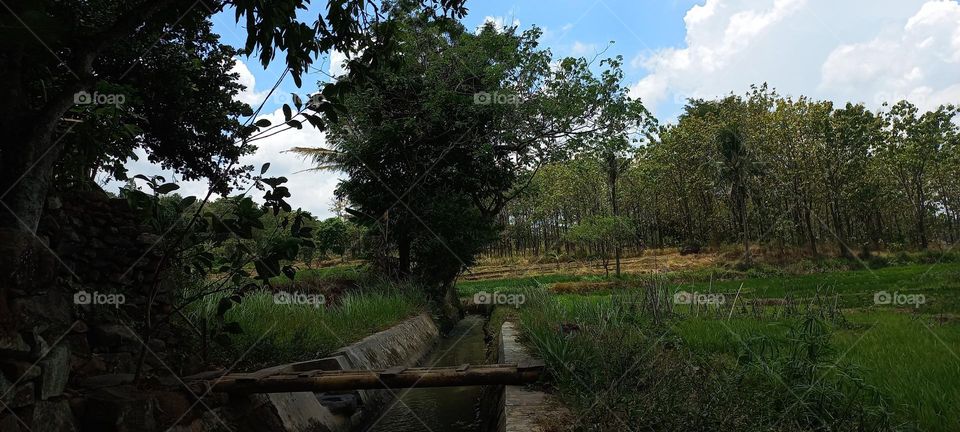 View of rice fields and surrounding hills at noon