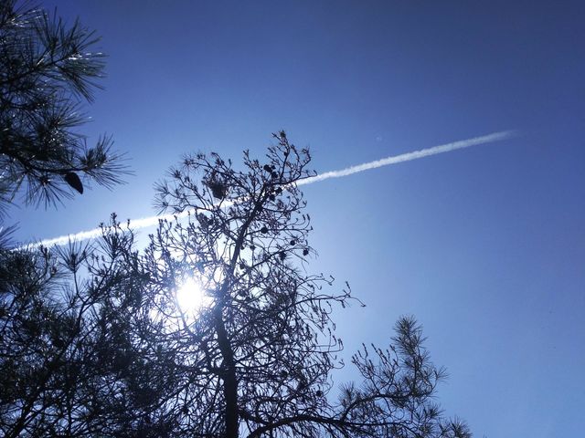forestsky