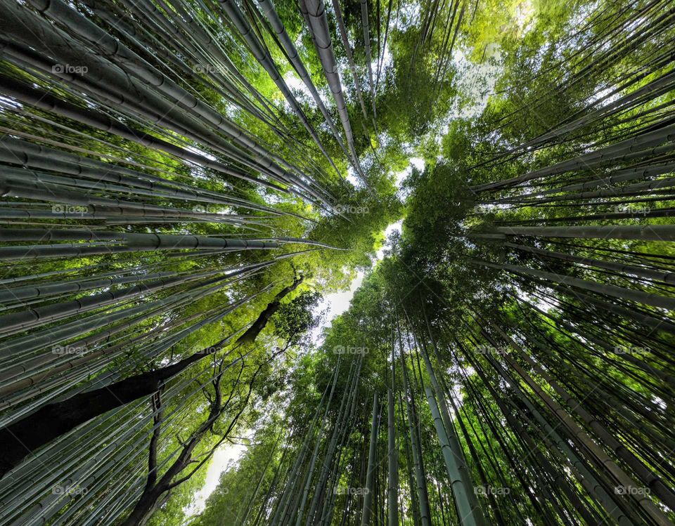 forest bamboo
