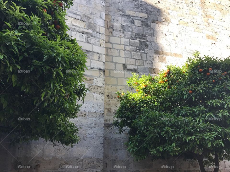 An orange tree next to old church wall in the sun