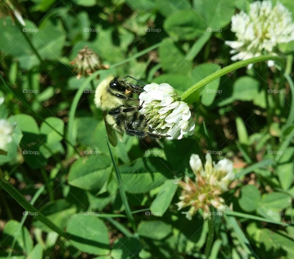 bee