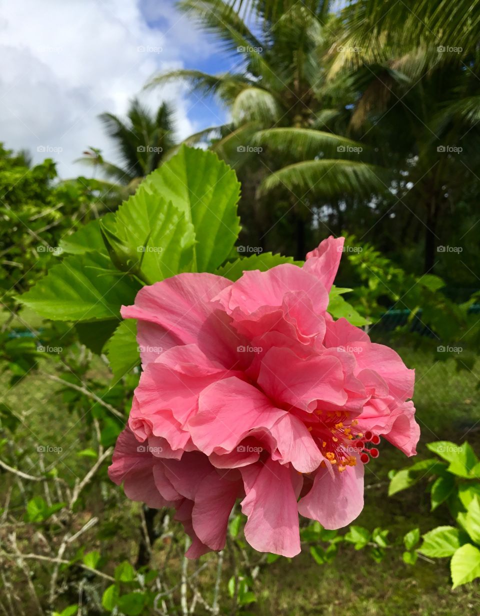 Pink ruffled hibiscus