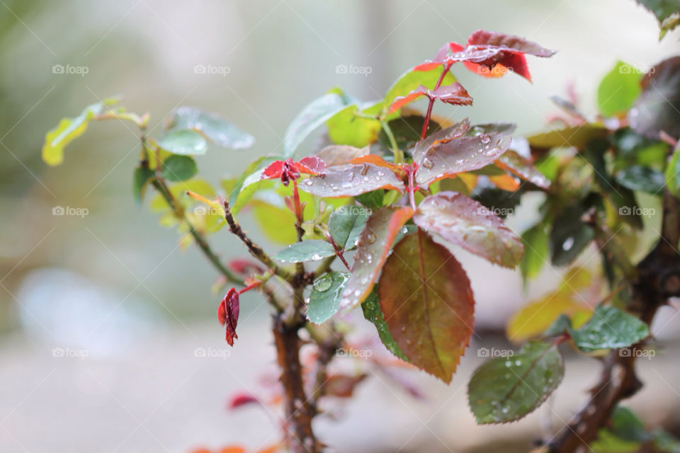 israel green red colors by kandovit