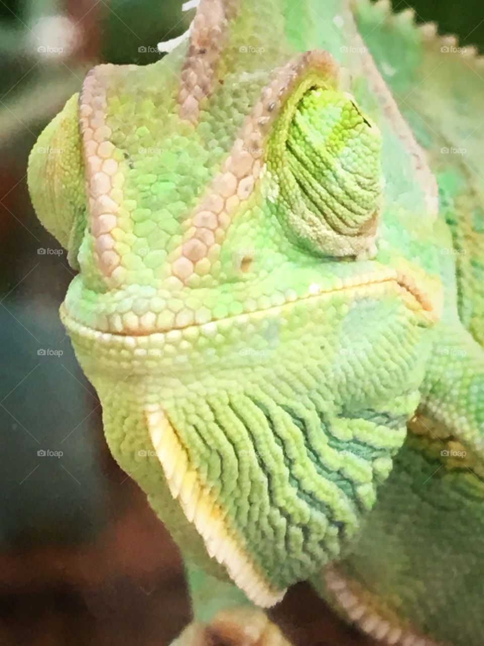 My model the chameleon