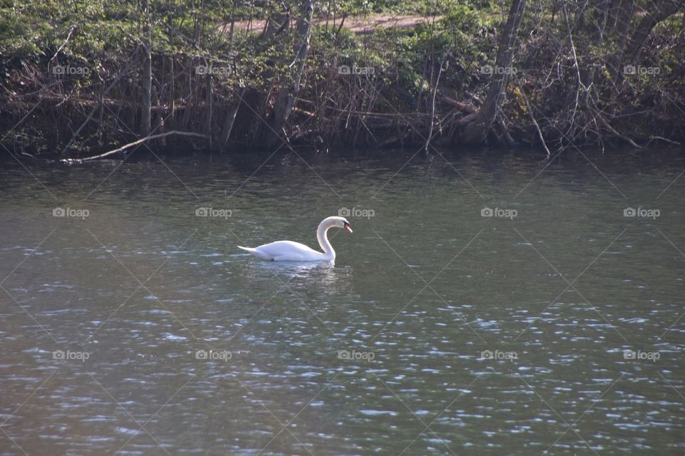 close up of a white swan