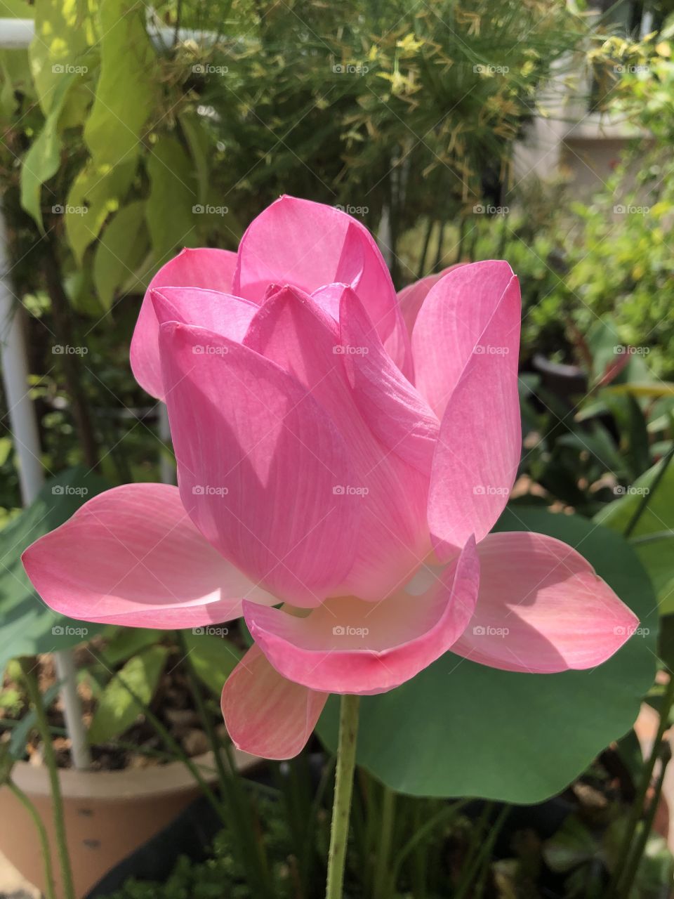 Flower: Beautiful lotus 