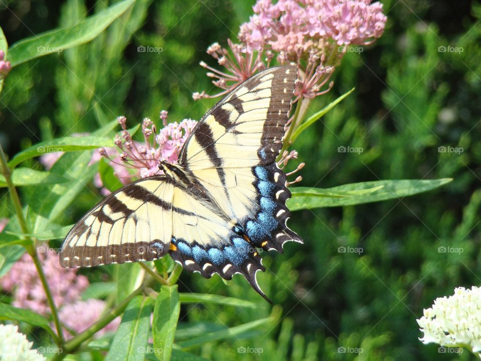 Yellow Swallow Tail Butterfly