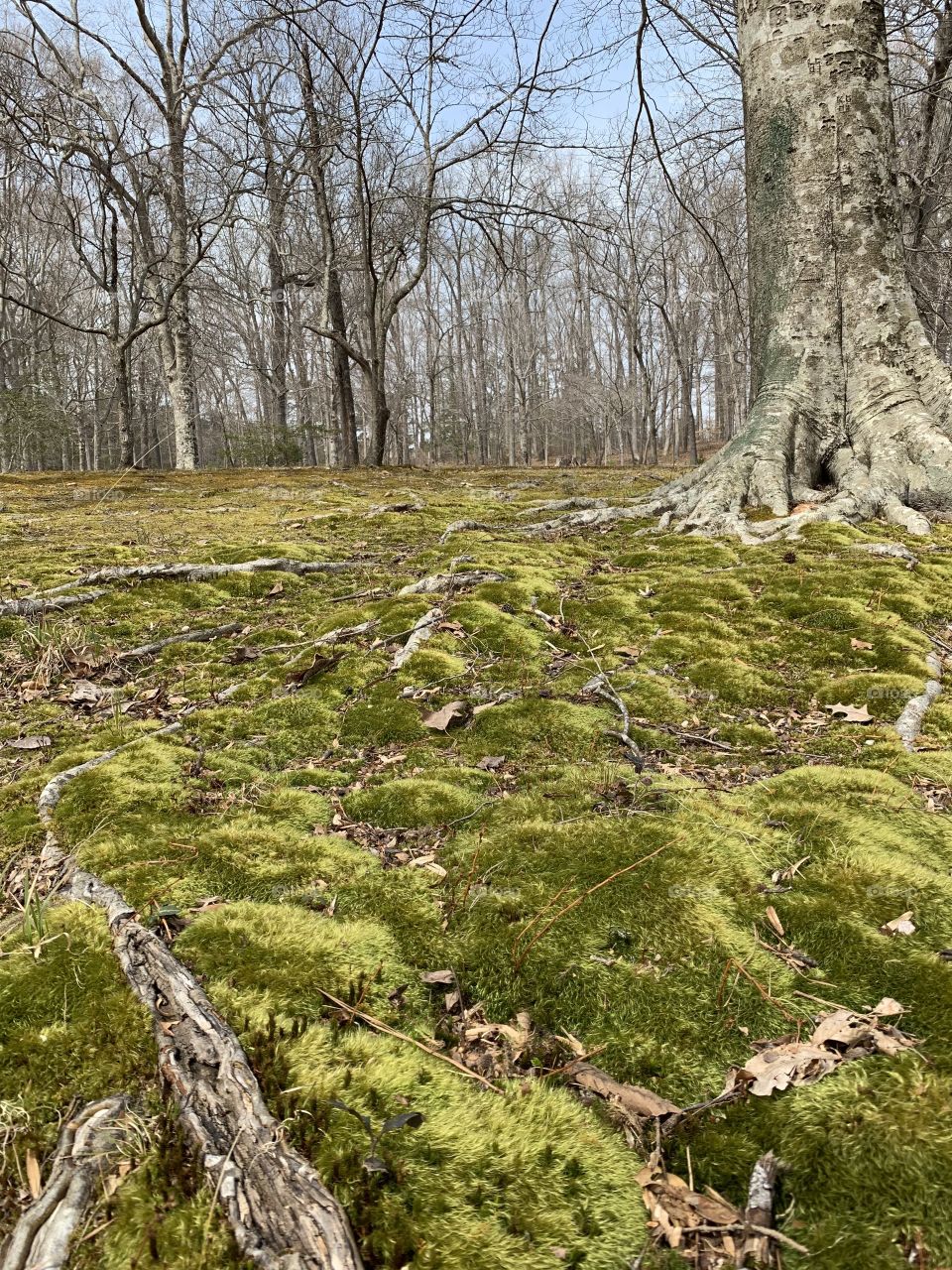 Moss at the base of a tree