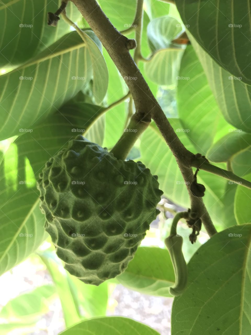 Cherimoyas 