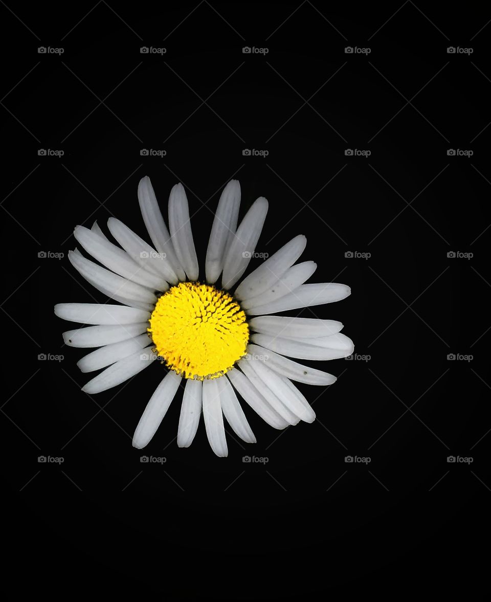 He Loves Me, He Loves Me Not