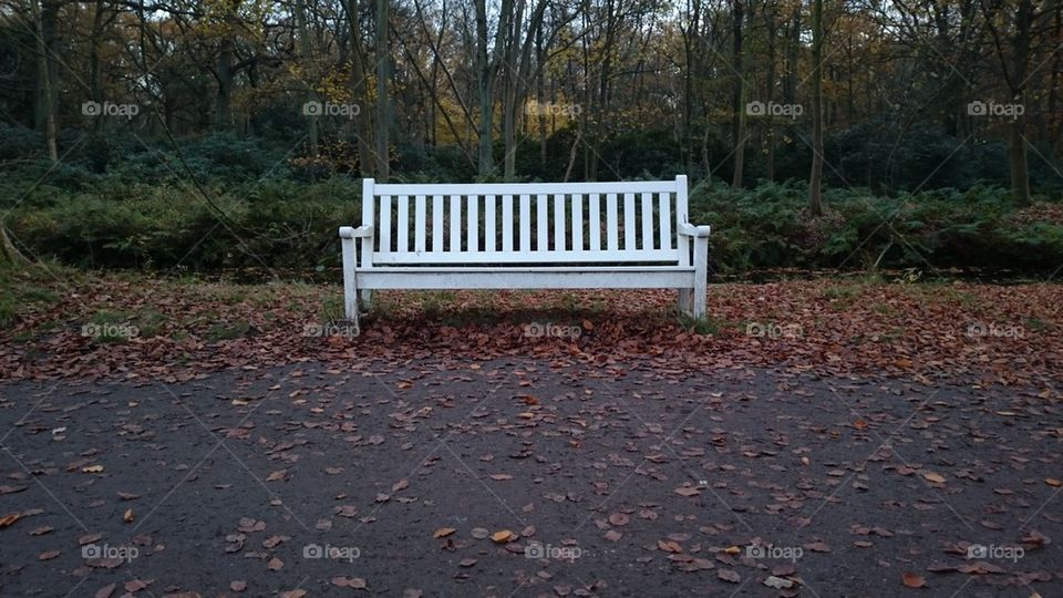 bench