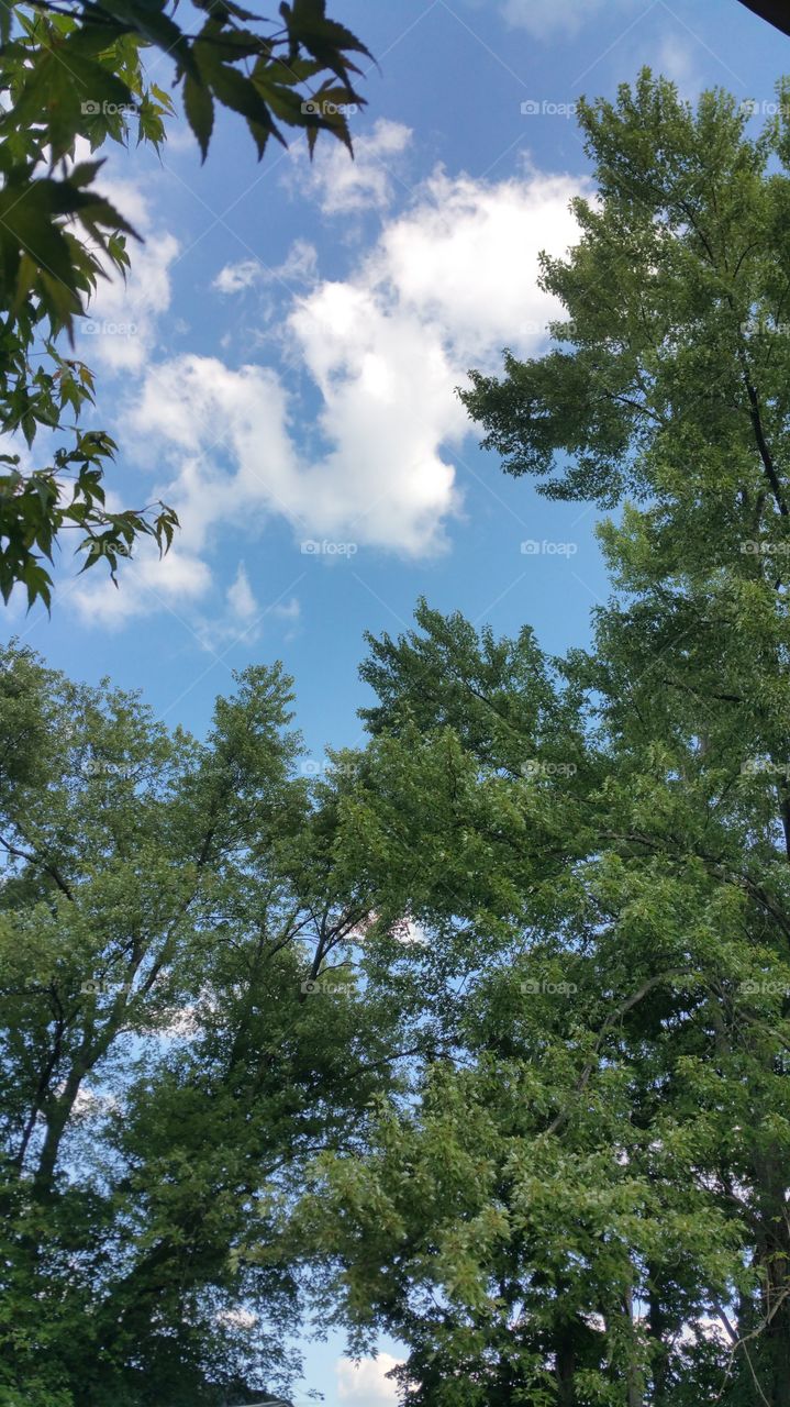 clouds through trees. looking up from the patio at the clouds